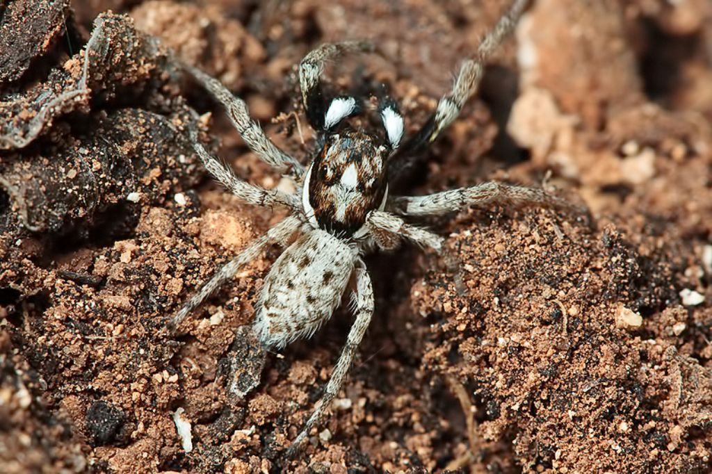 Menemerus semilimbatus - Malta